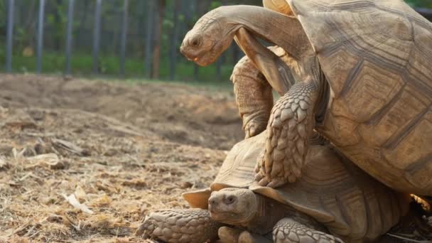 Jättesköldpaddor Parning Sand Avelssäsongen — Stockvideo