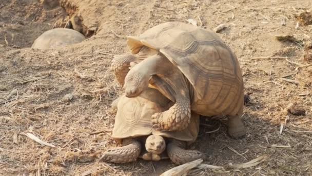 Afrikanische Landschildkröten Oder Sulkata Brüten Sand — Stockvideo