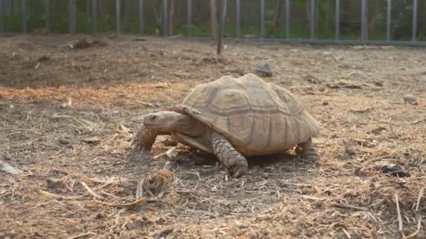 Sulcata Tortoise Walking Slowly Sand Sunny Day — Stock Video