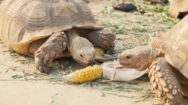 苏加托龟在地上吃生玉米 — 图库视频影像
