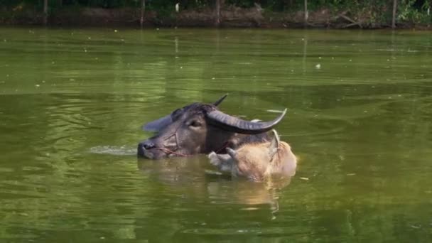 Gölde Yıkanan Bufaloların Yavaş Çekim Görüntüleri Çiftlik Hayvanları Kırsal Yaşam — Stok video