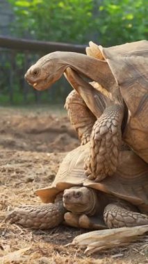 Sulcata kaplumbağalarının dikey çekimi çiftleşme mevsiminde üremektedir..