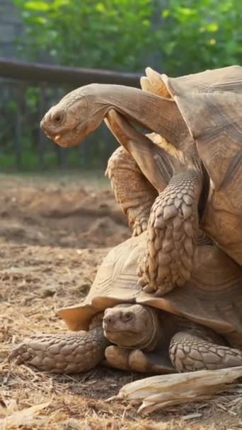 Senkrecht Geschossene Sulcata Schildkröten Brüten Während Der Paarungszeit — Stockvideo
