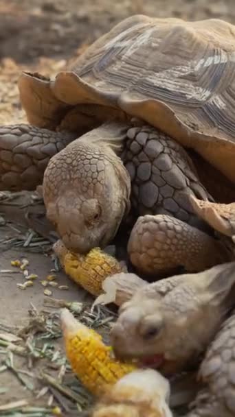 Sulcata Tartarugas Comendo Milho Cru Chão — Vídeo de Stock