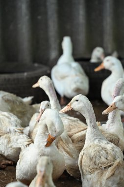 Kırsal kesimdeki bir ördek sürüsü. Kümes hayvanları ve geçim kaynağı tarım kavramı.