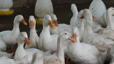 Organik ekolojik çiftlikteki bir grup ördek.