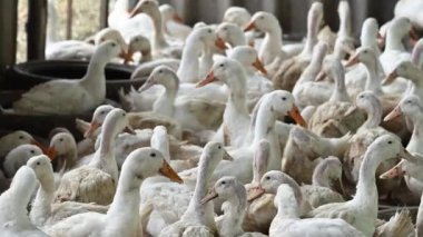 Kırsal kesimdeki bir ördek sürüsü. Kümes hayvanları ve geçim kaynağı tarım kavramı.