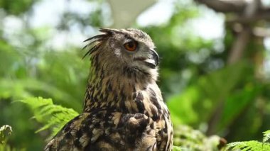 Avrasya kartal baykuşu, Bubo bubo gözlem çevresi.