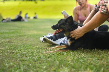 İnsanlar ve hayvanlar arasında huzurlu bir bağ kurma anı, insanoğlu nazikçe köpeğini okşuyor..