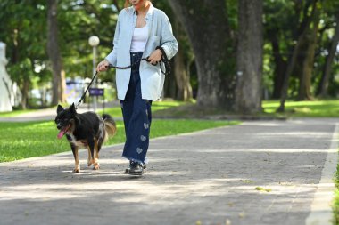 Genç bir kadın, huzurlu bir parkta, asfalt yol boyunca Collie köpeğini dolaştırıyor..