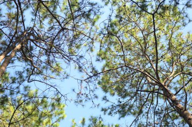 Uzun çam ağaçları açık gökyüzüne karşı, dallardan süzülen güneş ışığı....