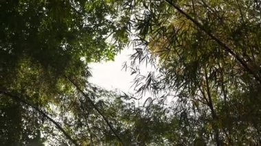 Bambu yapraklarının arasından süzülen güneş ışığının manzarası..