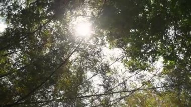 Güneş ışığı çam ağacı dallarının arasından süzülüyor. Barış ve doğa ile bağlantı.