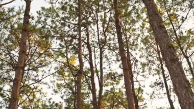 Ormanda çam ağaçlarının tepesinde sıcak güneş ışığı var. Vahşi doğa, sakinlik ve keşif konsepti.