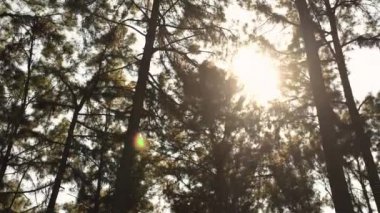 Yüksek çam ağaçlarının sık dallarından süzülen güneş ışığıyla sakin bir orman. Doğa sadeliği ve sükunet kavramı.