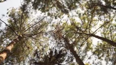 Çam ağaçlarının tepelerinin alçak açısı rüzgarda sallanıyor..