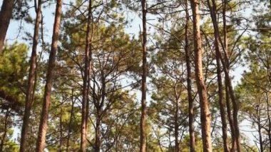 Dalları kıran ve rüzgarla hareket eden yumuşak güneş ışığıyla yüksek çam ağaçlarına doğru dönüyor..