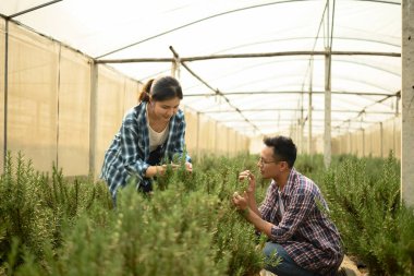 Erkek ve dişi çiftçiler bir seranın içindeki biberiye bitkilerini inceliyor. Sürdürülebilir tarım kavramı.