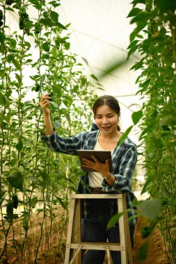 Genç bir kadın merdivenin üzerinde duruyor, yeşil biber bitkilerini inceliyor ve dijital tablet kullanıyor..