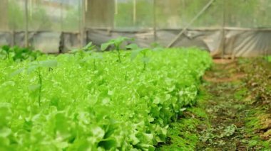 Organik bir çiftlikte besin değeri yüksek topraklarda yetişen yemyeşil marul sıraları..