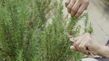 Bitki bahçesindeki taze biberiyeyi budamak için ellerini kapat..