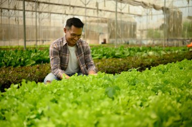 Çiftçi politünel serasında yeşil marul topluyor ya da inceliyor.