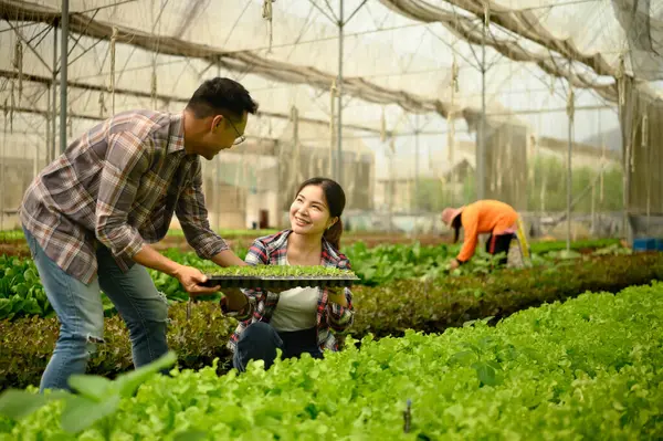 Çiftçiler bir serada bir tepsi yeşil lahanayı inceliyor. Sürdürülebilir tarım uygulamaları kavramı.