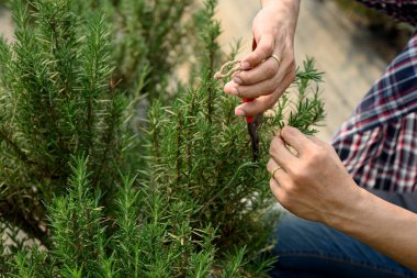 Bir serada biberiye hasat etmek için budama makası kullanan adama yaklaş..