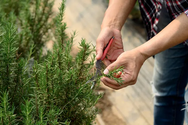 Bir serada biberiye hasat etmek için budama makası kullanan adama yaklaş..