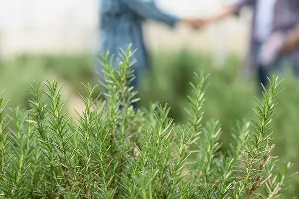 Yeşil evde yetişen biberiye bitkileri ve arka planda tokalaşan iki çiftçi. Tarım ortaklığı kavramı.