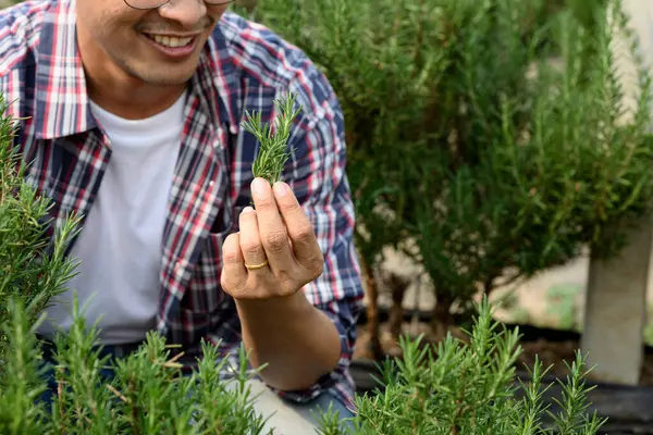 Gülümseyen adam ekoseli gömlek giyer, çiçek bahçesinde taze biberiye toplar..