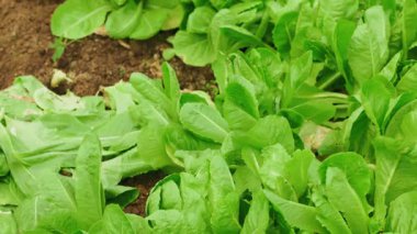 Organik toprak yatağında yetişen Romaine marulu..