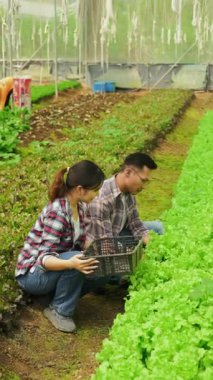 Mutlu Asyalı çift organik çiftlikte marul topluyor.
