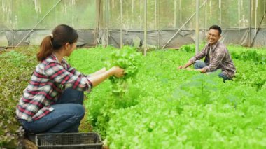 Mutlu Asyalı çift organik bir çiftlikte taze yeşil marul topluyor.