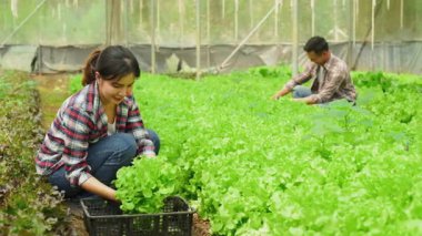Gülümseyen adam ve kadın birlikte çalışarak serada taze yeşil marul topluyor.