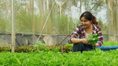 Ekose gömlekli gülümseyen Asyalı kadın serada marul topluyor.