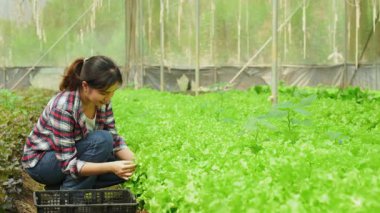 Ekose gömlekli bir kadın çiftçi serada taze yeşil marul hasat ediyor.