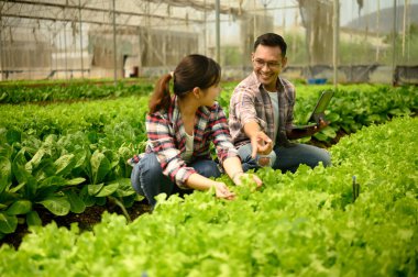Çiftçiler serada dijital tablet kullanırken tarım sürecini tartışıyor.