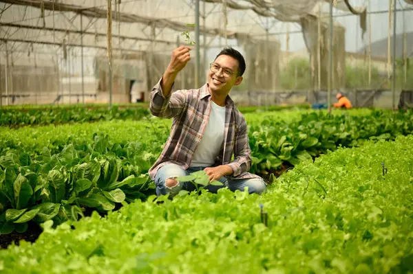 Gülümseyen erkek çiftçi bir seranın içindeki bitkiyi inceliyor..