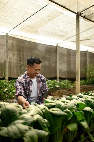 Bir serada dijital tablet kullanan gülümseyen bir çiftçi. Tarım sektöründe yenilik kavramı.