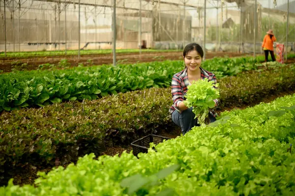 Gülümseyen dişi çiftçi serada taze yeşil marul topluyor. Organik tarım kavramı.