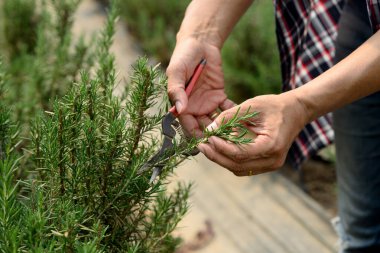 Taze biberiye toplayan çiftçi. Organik tarım ve bitkisel tarım kavramı.