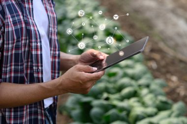 Çiftçi akıllı bir çiftlikteki tarım verilerini izlemek için tablet kullanıyor.