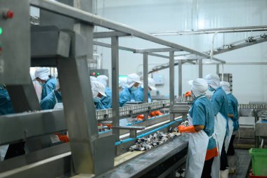 Fabrika işçileri otomatik üretim bandında ambalaj için balık ayırıp hazırlıyorlar..