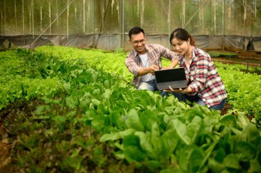 İki çiftçi seradaki marul sıraları arasında dijital tablet hakkındaki bilgileri gözden geçirir.
