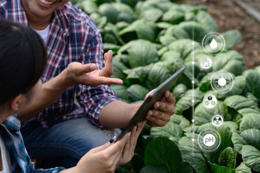 İki çiftçi, sebze tarlasında dijital tablet üzerindeki ekin verilerini analiz ediyor..