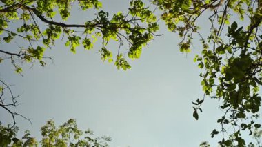 Açık gökyüzü manzaralı taze yeşil yaprakların arasından yukarı bakıyor, sakin ve havadar bir doğal manzara yaratıyor..