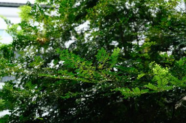 Canlı yeşil ağaç dallarına doğal gün ışığında taze yapraklarla yakın durun...