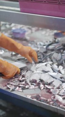 Fabrika işçileri otomatik üretim bandında ambalaj için balık ayırıp hazırlıyorlar..