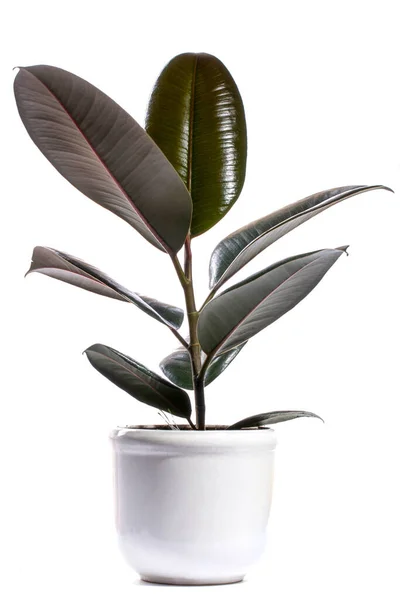 Indoor Ficus Pot White Background Stock Picture